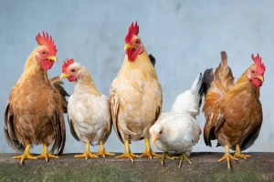 Ayam Kampung: Potential Peluang dan Tantangan yang Perlu Anda Ketahui