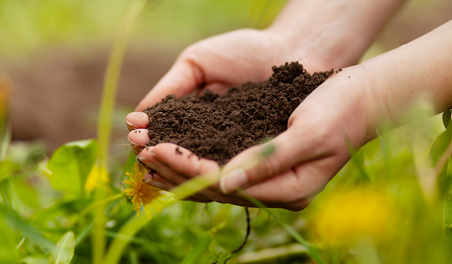 Sustainable Farming: Organic farm landscape, rich in biodiversity, with healthy crops grown without synthetic chemicals.