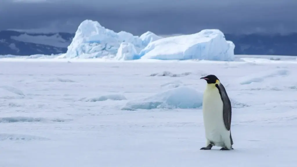 Visual representation of the spread of bird flu among penguin colonies, emphasizing the urgent need for prevention.