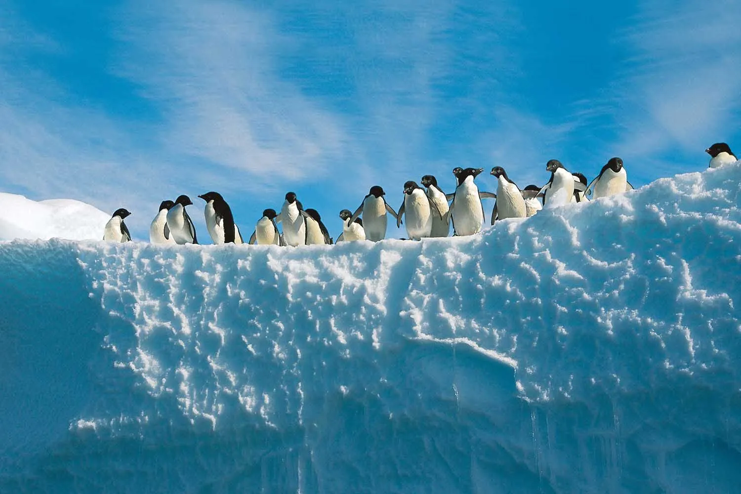 Image depicting researchers in Antarctica studying penguin populations and bird flu transmission dynamics.