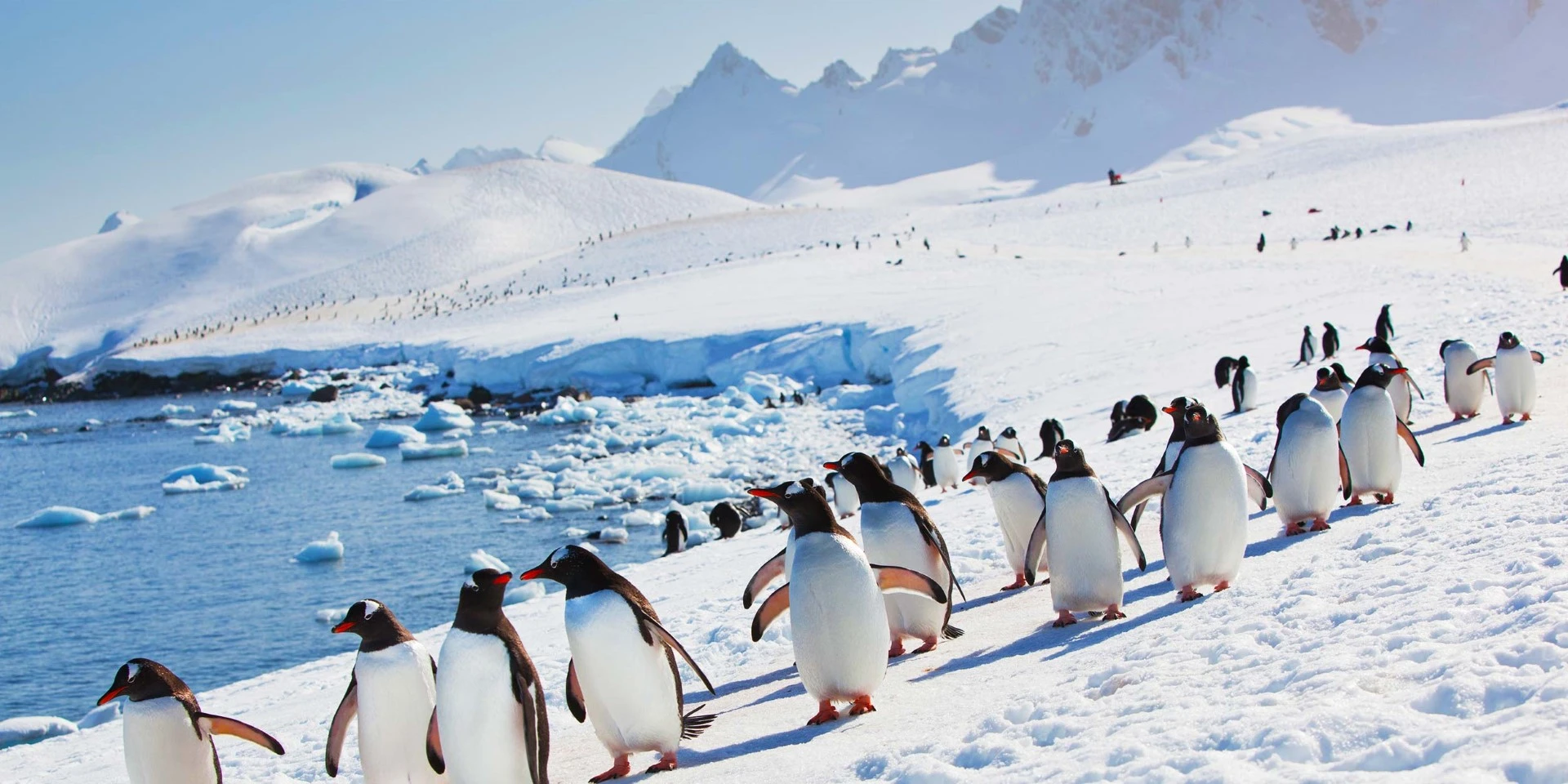 Graphic showing the interconnectedness of penguins with the Antarctic ecosystem and the repercussions of bird flu on biodiversity.