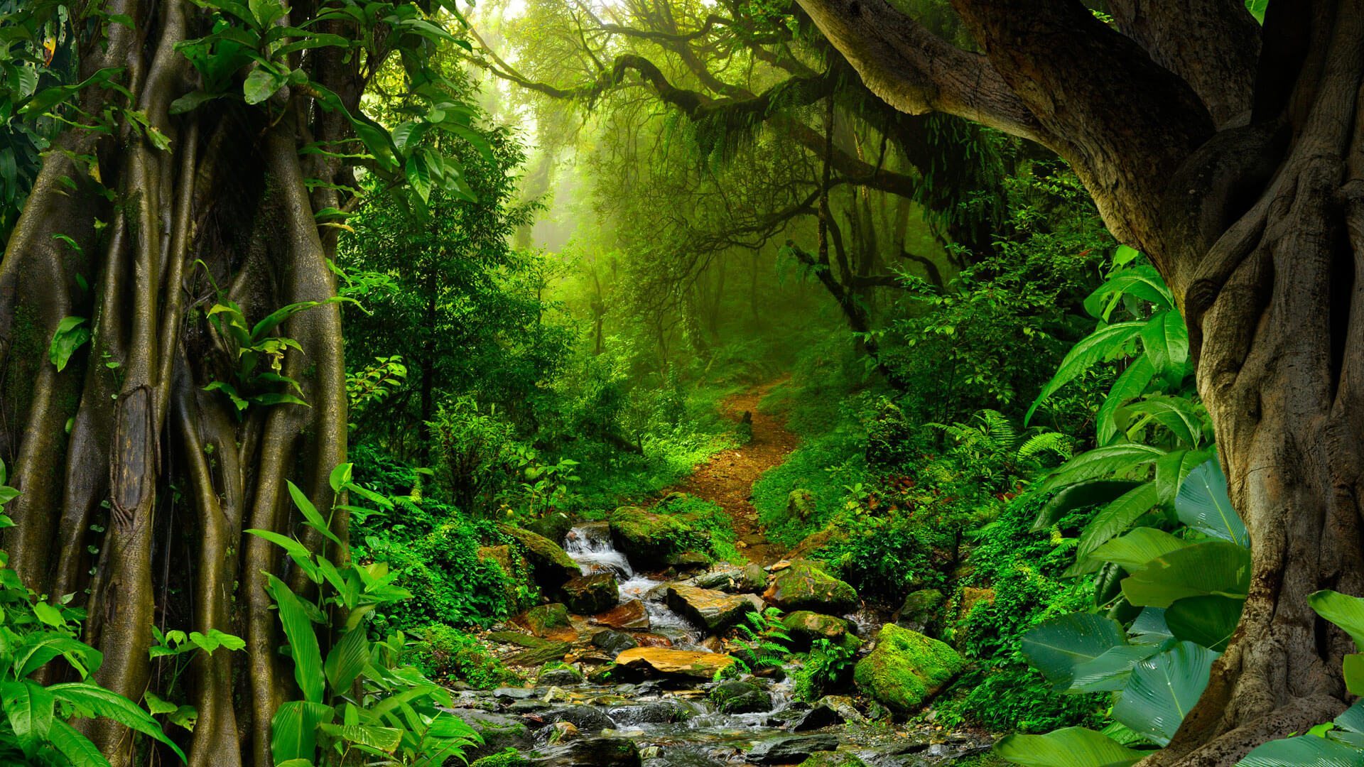 Aerial view of the lush Amazon Rainforest canopy