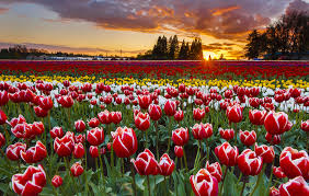 Bunga tulip Belanda