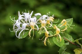 Lonicera japonica