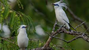 Burung Jalak Bali