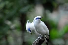 Burung Jalak Bali