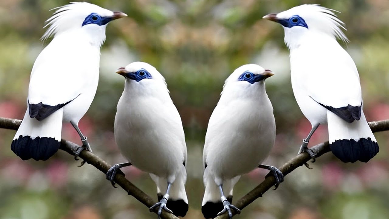 Burung Jalak Bali