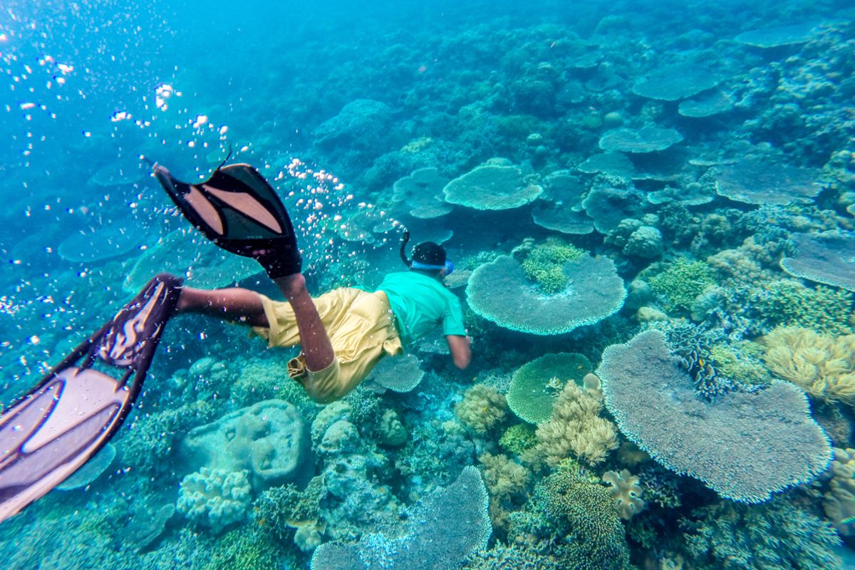 Keindahan Wisata Bawah Laut Wakatobi