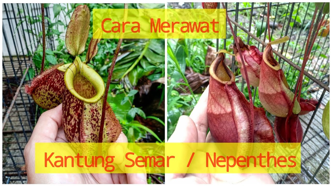 Kantong Semar