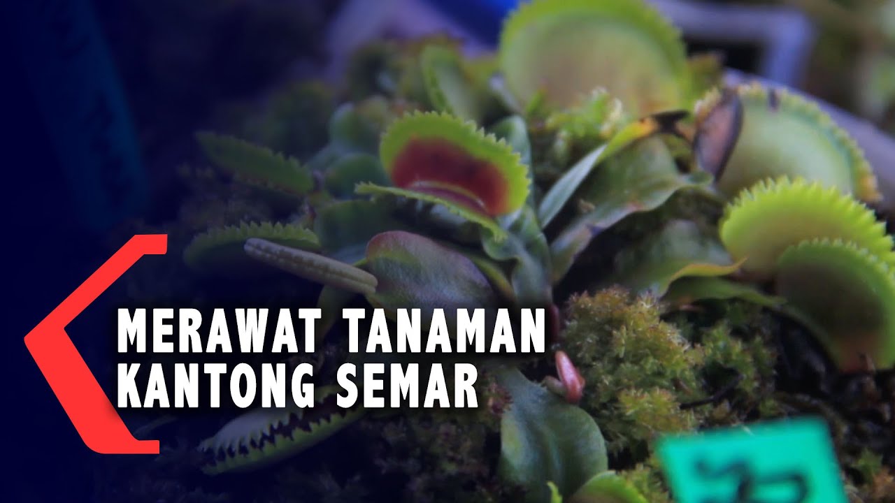 Kantong Semar