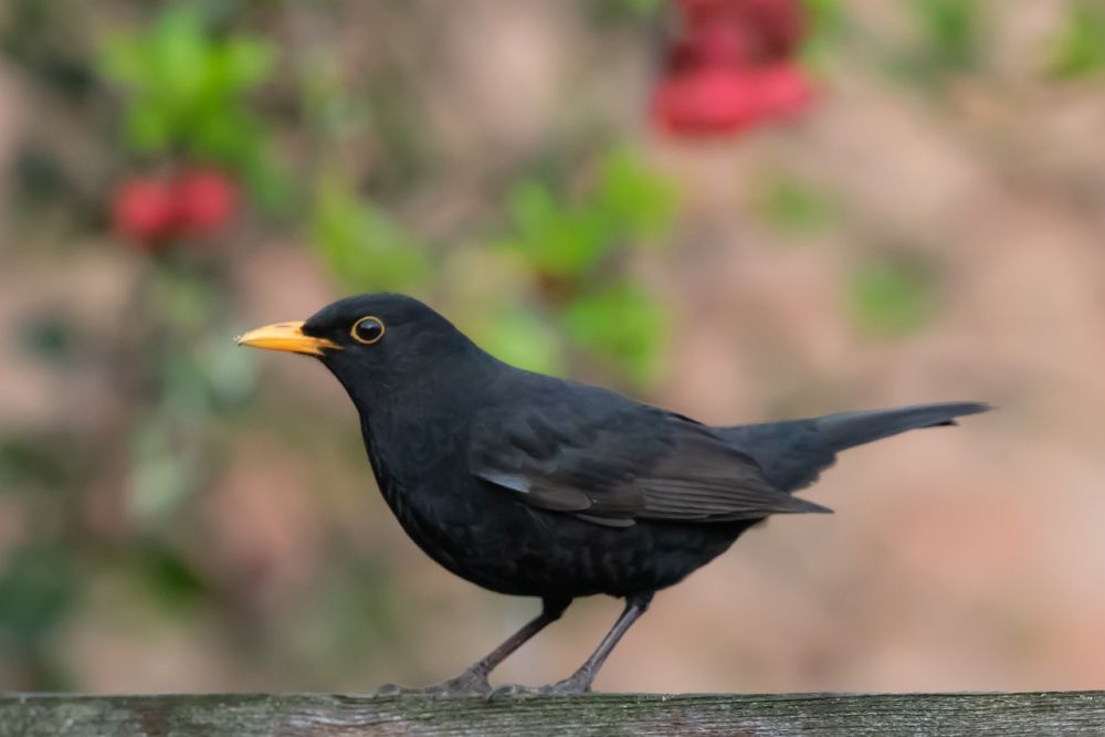 Sikatan Hitam