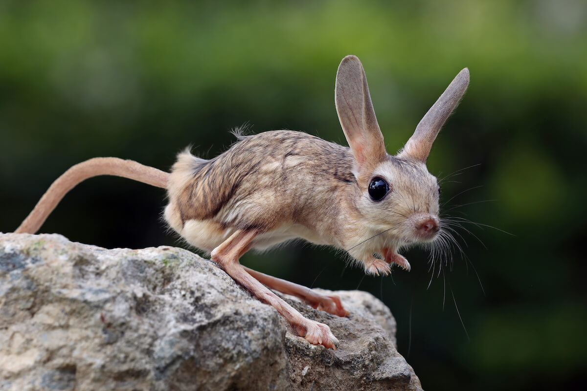 Jerboa