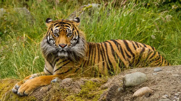 Sunda Tiger