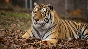 Sunda Tiger
