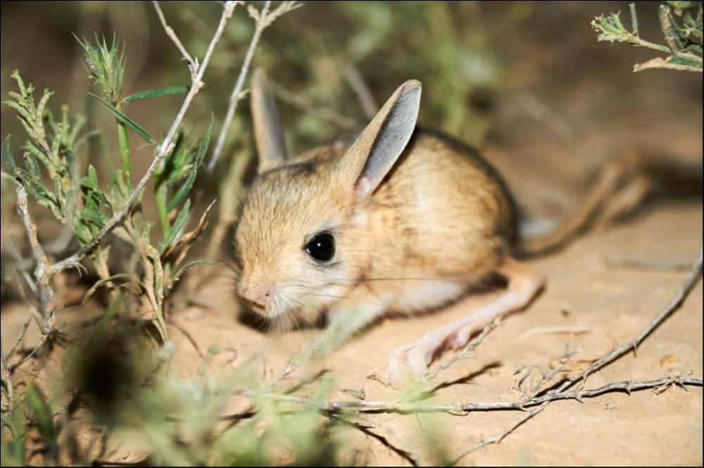 Jerboa