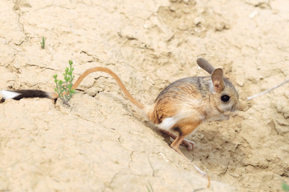 Jerboa