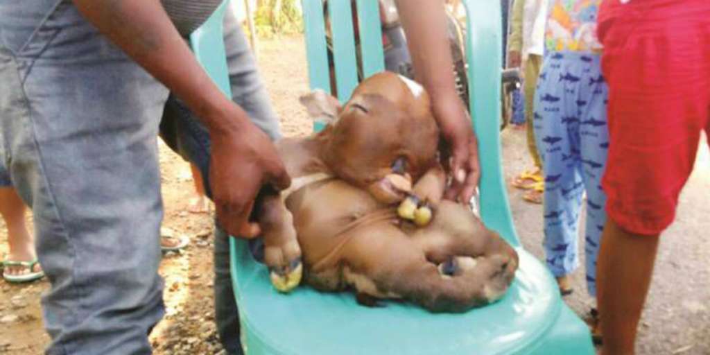 Sapi Mirip Manusia: Fenomena Aneh yang Bikin Warga Heboh dan Takut 3 Sapi Mirip Manusia