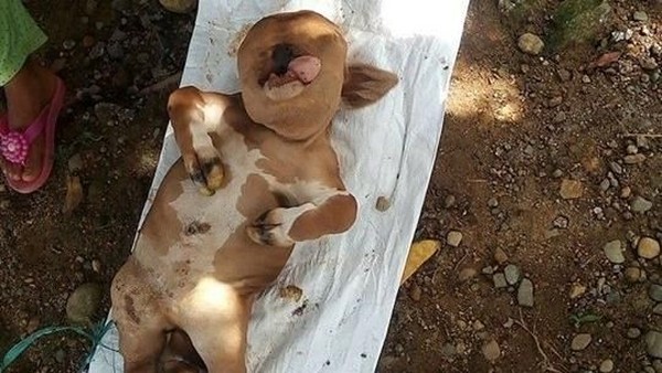 Sapi Mirip Manusia: Fenomena Aneh yang Bikin Warga Heboh dan Takut 1 Sapi Mirip Manusia