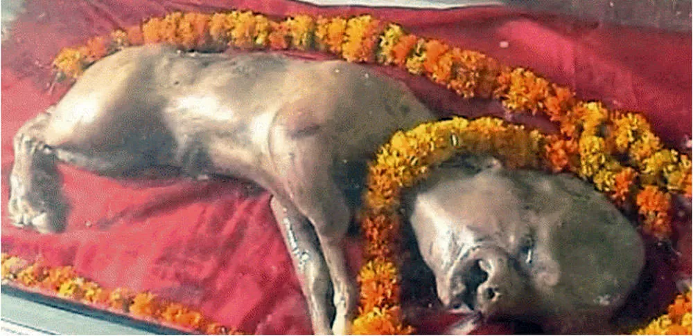 Sapi Mirip Manusia: Fenomena Aneh yang Bikin Warga Heboh dan Takut 2 Sapi Mirip Manusia