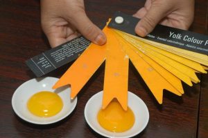 Kandungan Telur Omega 3: Rahasia Nutrisi yang Membuat Tubuh Lebih Sehat