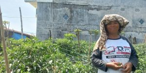 Kisah Hotma Purba: Dari Lahan Terlupakan Menjadi Kebun Cabai yang Menghidupi Harapan