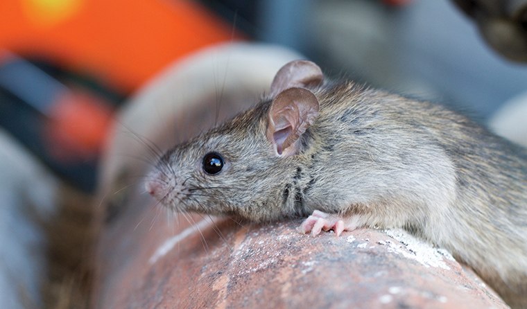 Mengenal Leptospirosis dan Cara Penularannya