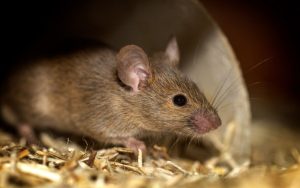 Leptospirosis, Penyakit Musiman yang Sering Muncul Saat Hujan